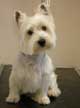 Chien Westie Petit Prince pris en photo aprs son toilettage canin.